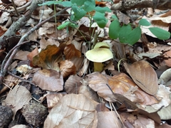 Tricholoma sulphureum