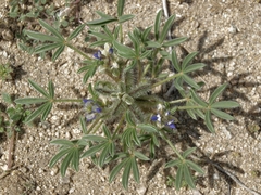 Lupinus pusillus intermontanus