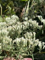 Eupatorium torreyanum