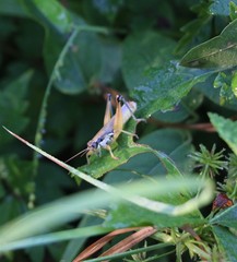 Paroxya atlantica