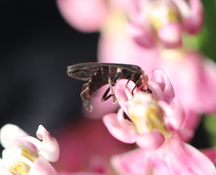 Pyropyga decipiens