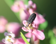 Pyropyga decipiens
