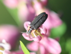 Pyropyga decipiens