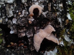 Merulius tremellosus