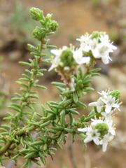 Selago speciosa