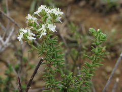 Selago speciosa