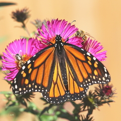 Danaus plexippus