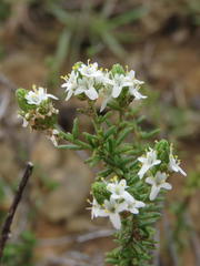 Selago speciosa
