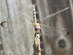 Dythemis nigrescens