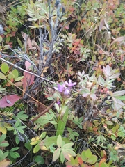 Gentianella auriculata
