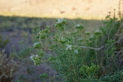 Ericameria albida