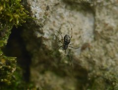 Lepthyphantes