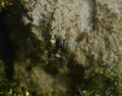 Lepthyphantes
