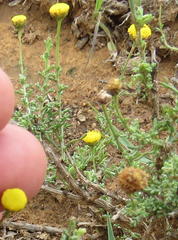 Pentzia