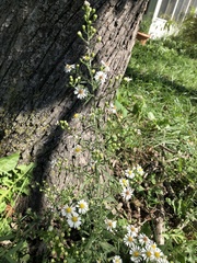Symphyotrichum pilosum pilosum