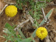 Pentzia