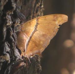 Polyura zoolina