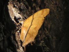 Polyura zoolina