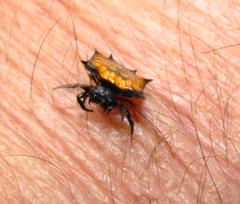 Isoxya tabulata