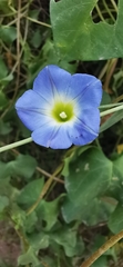 Ipomoea cardiophylla