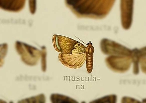 Garella musculana