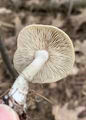 Marasmius nigrodiscus