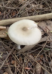 Marasmius nigrodiscus
