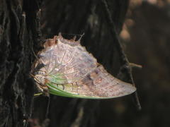 Charaxes candiope