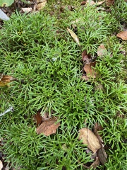 Diphasiastrum complanatum