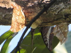 Charaxes varanes varanes
