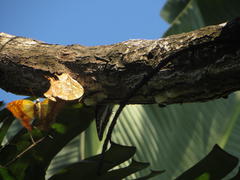 Charaxes varanes varanes