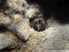 Pseudosquilla ciliata