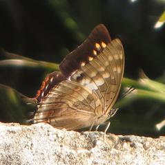 Charaxes ethalion ethalion