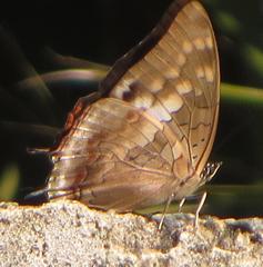 Charaxes ethalion ethalion