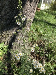 Symphyotrichum pilosum pilosum