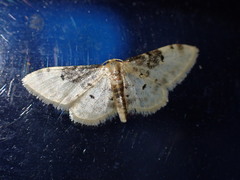 Idaea filicata