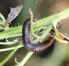 Ommatoiulus sabulosus