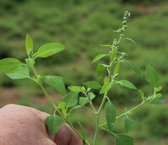 Chenopodium phillipsianum