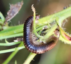 Ommatoiulus sabulosus