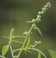 Chenopodium phillipsianum