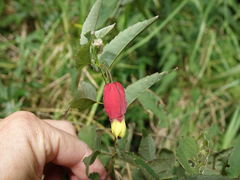 Callianthe megapotamica