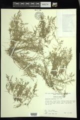 Eragrostis hypnoides