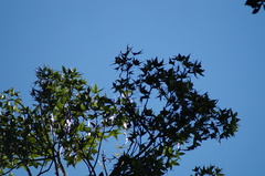 Liquidambar styraciflua image