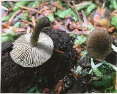 Inocybe leptophylla