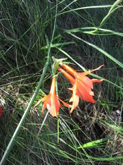 Gladiolus priorii