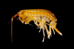 Echinogammarus marinus