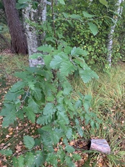 Scandosorbus