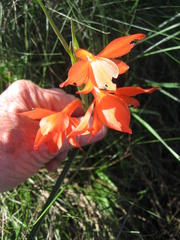 Gladiolus priorii