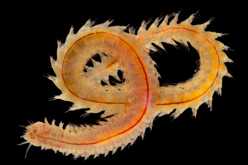 Representative image of Hediste