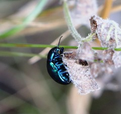 Chrysolina coerulans